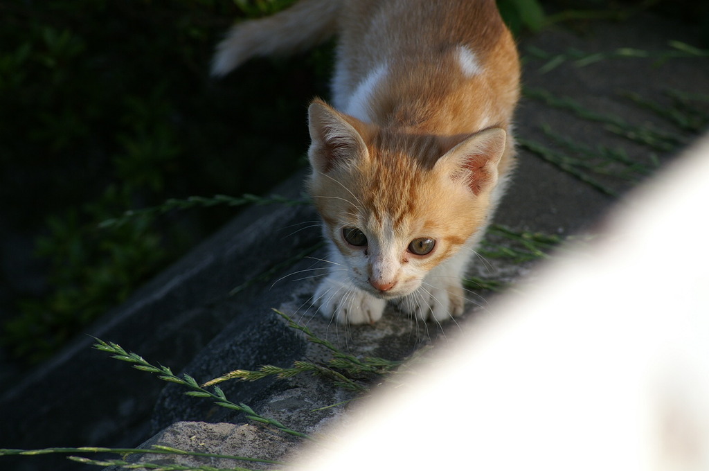 09-6-7  α-7digital 376