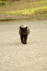 ちどり公園09-12-13  K200D 119