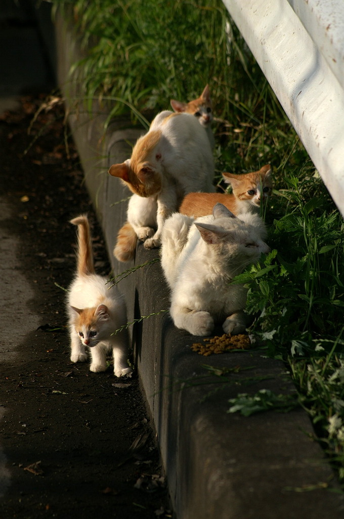 09-6-7  α-7digital 483