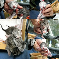 いい加減にしろ！