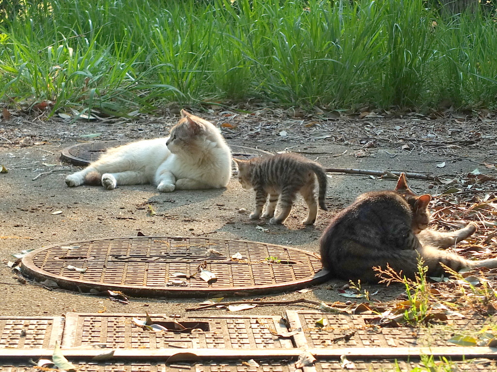 父ちゃんと母ちゃんとボク 