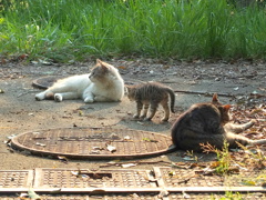 父ちゃんと母ちゃんとボク 