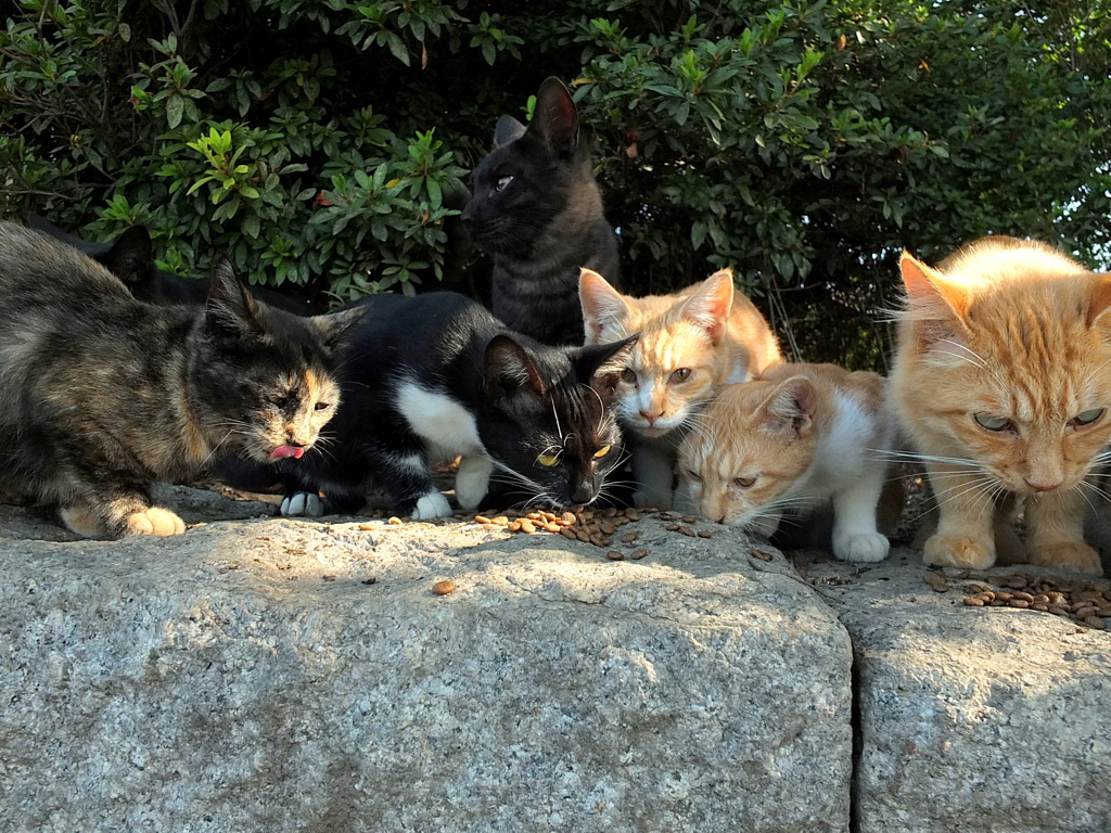 めしだめしだ！