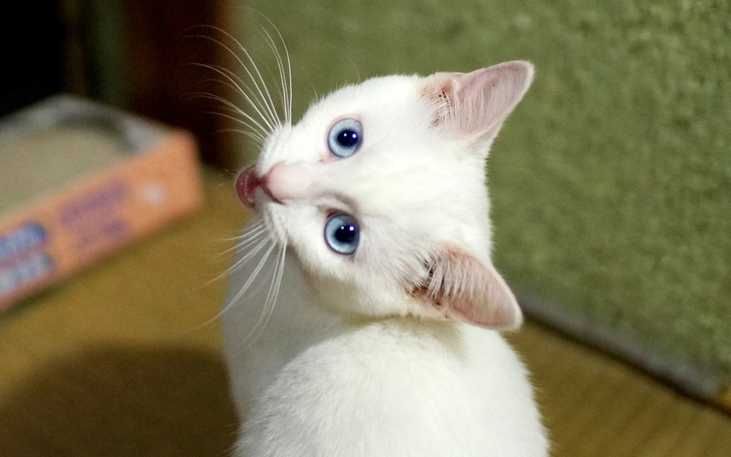 呼んだ？
