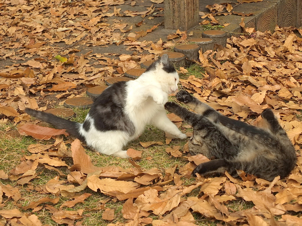 13-12-04    X-S1-2 057