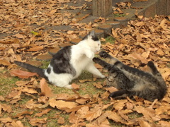 13-12-04    X-S1-2 057