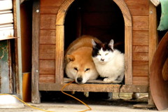 なかよし