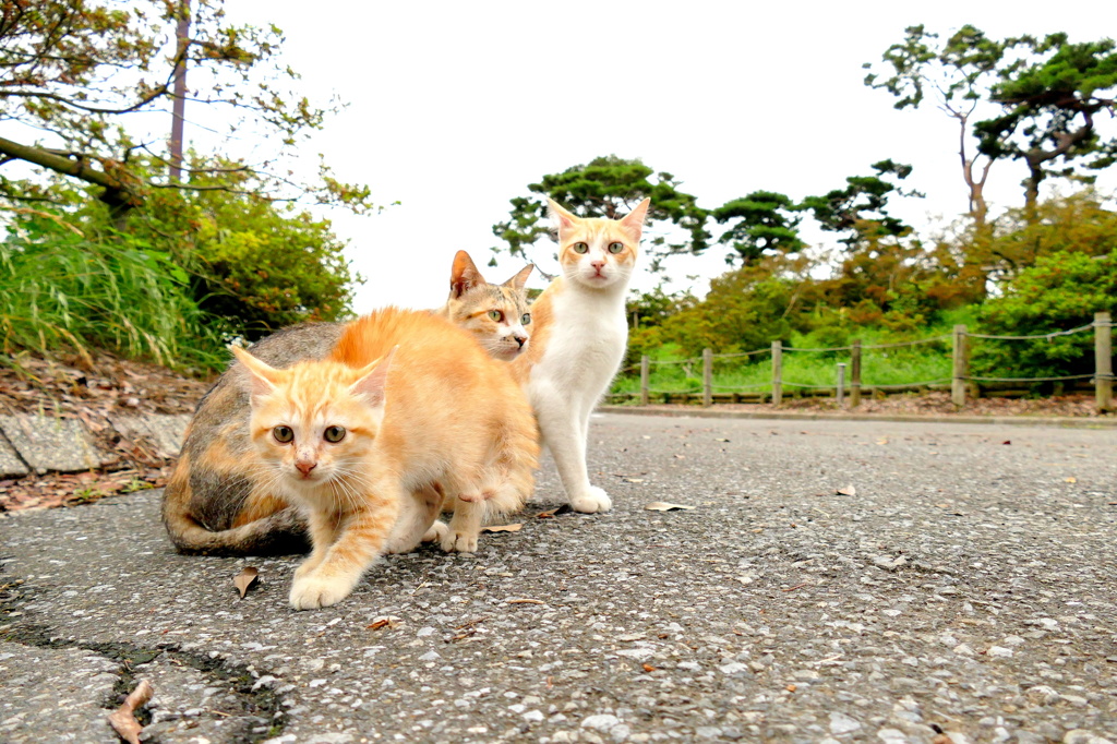 僕と母ちゃんと兄ちゃん