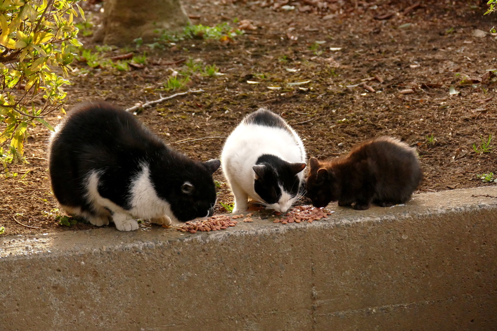 15-02-28    FZ-1000 012