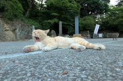 まるちゃん寝不足・・・・・