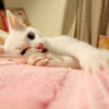 きょうのみゅー