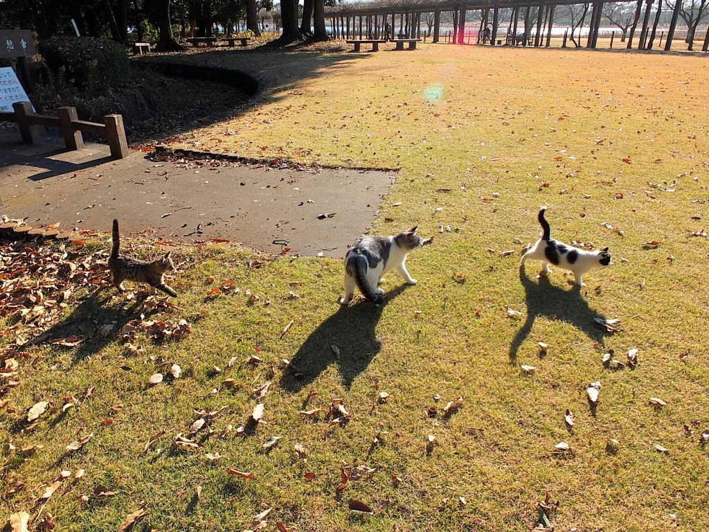  歩こう歩こう！