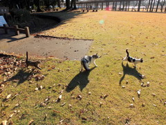  歩こう歩こう！