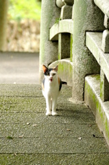 唐沢山神社猫