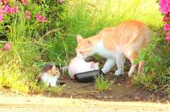 一年前に生まれた兄貴と。