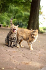 15-08-13    α57 020