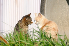 どうしたにゃん？