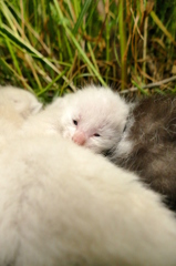 15-05-09    FZ-1000 127