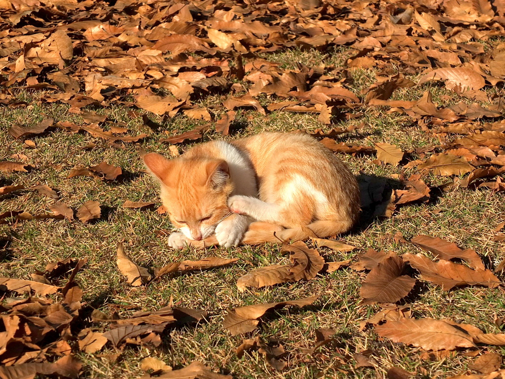 13-12-07    X-S1 103