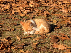 13-12-07    X-S1 103