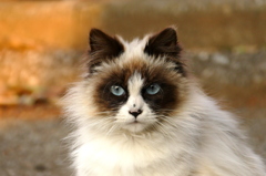 猫です。