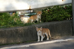 09-6-7  α-7digital 437