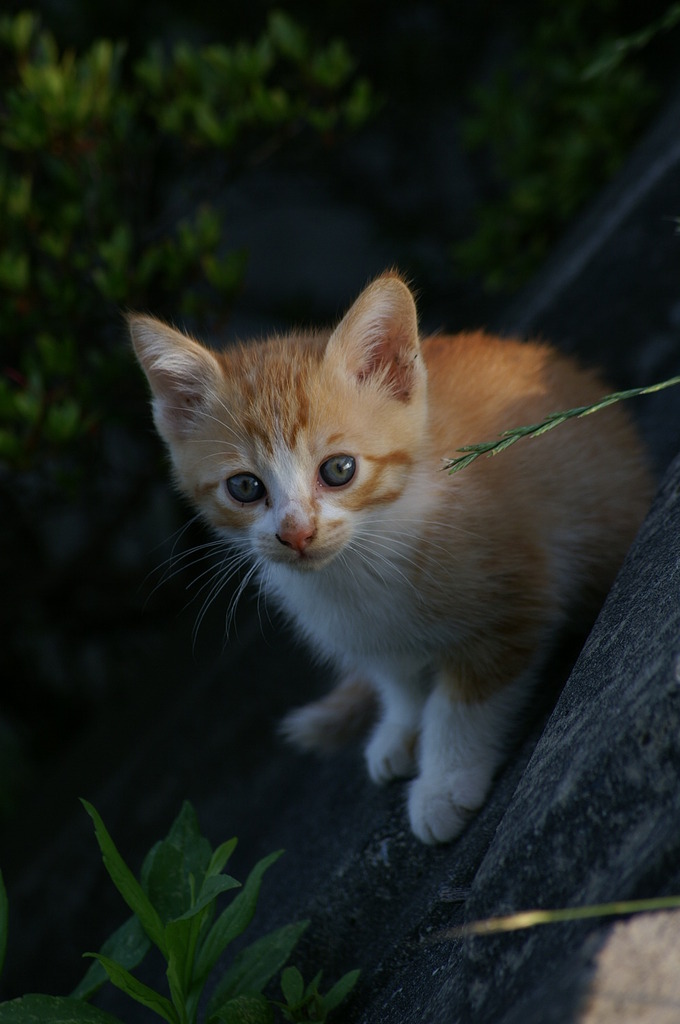 09-6-7  α-7digital 384