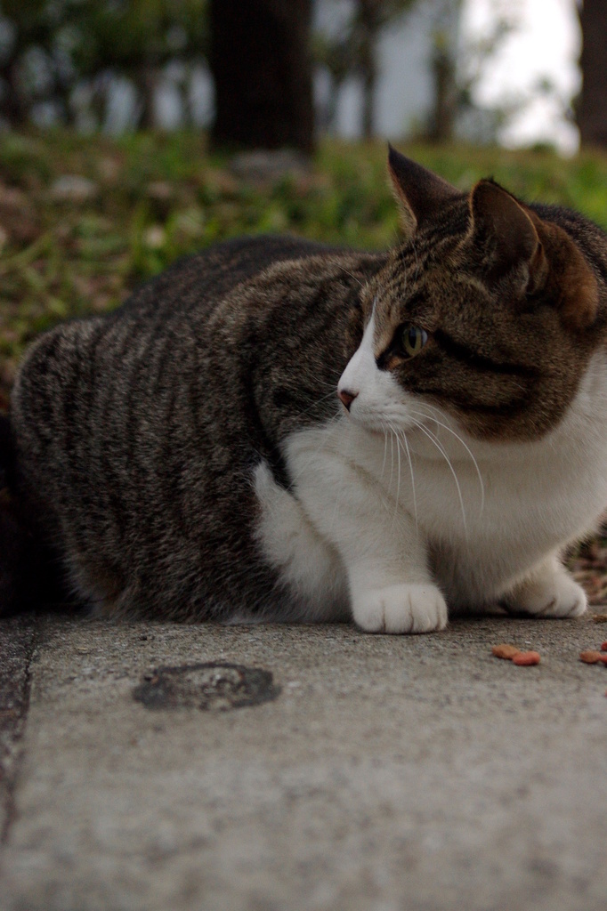 ちどり公園09-12-13  K200D 019