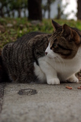 ちどり公園09-12-13  K200D 019
