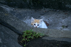 09-6-7  α-7digital 527