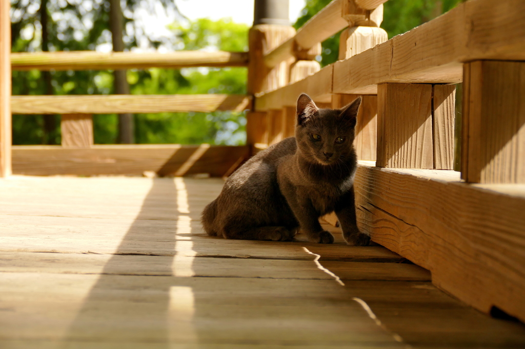 唐沢山神社猫