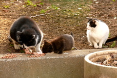 15-02-28    FZ-1000 008