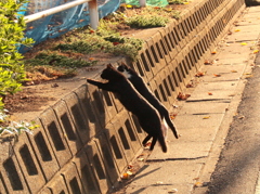 Ｗジャンプ！