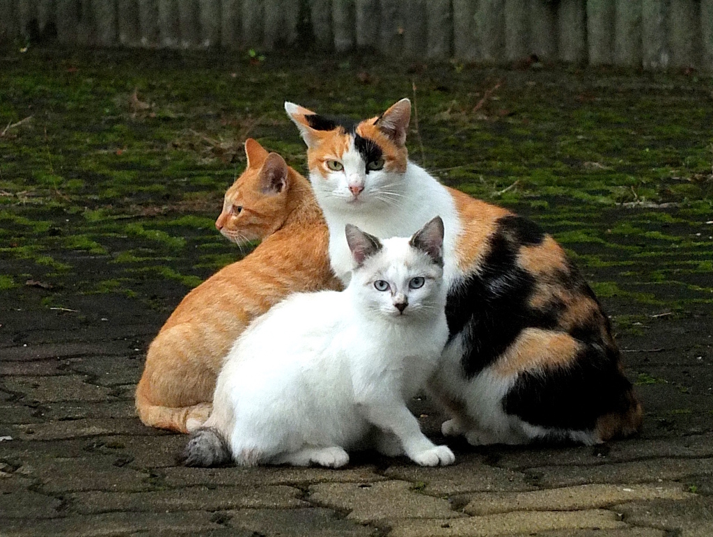 13-11-04    X-S1 043