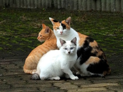 13-11-04    X-S1 043