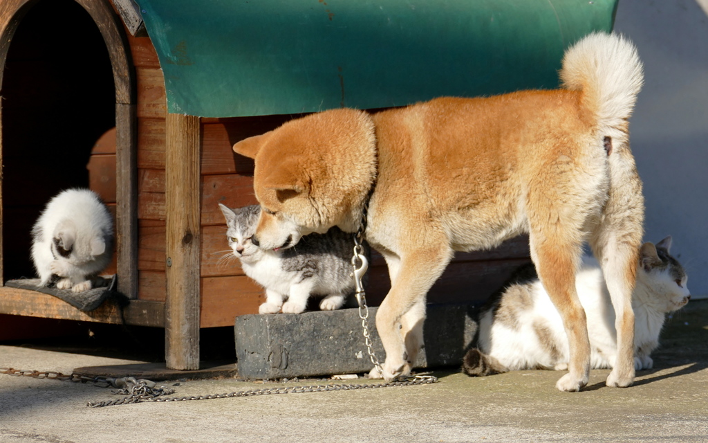 くすぐったいにゃ。