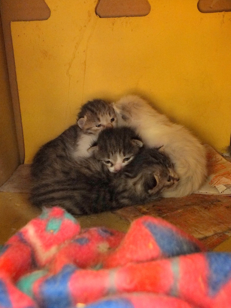 14-03-29    X-S1-2 305