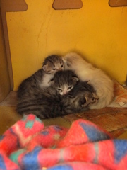 14-03-29    X-S1-2 305