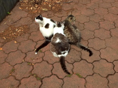 キングギドラ・・・・・（笑