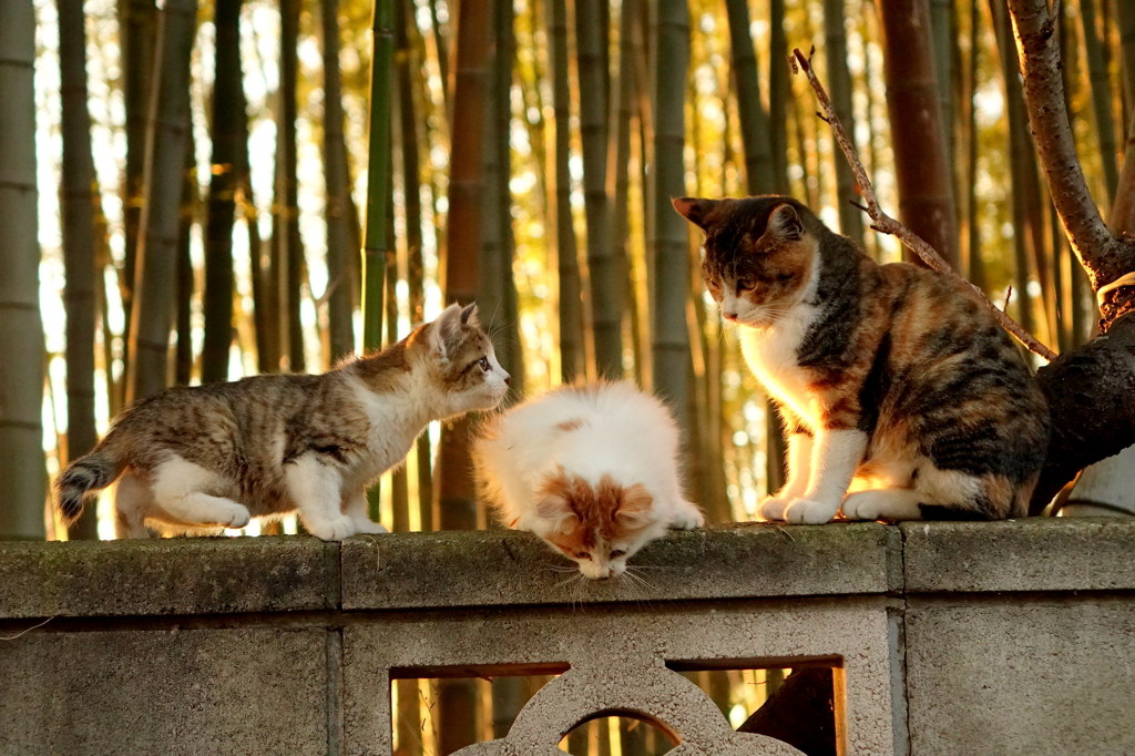 何見てんの？