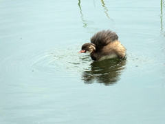 幼鳥