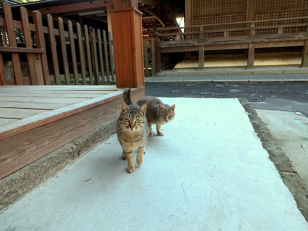 唐沢山にゃんこ2