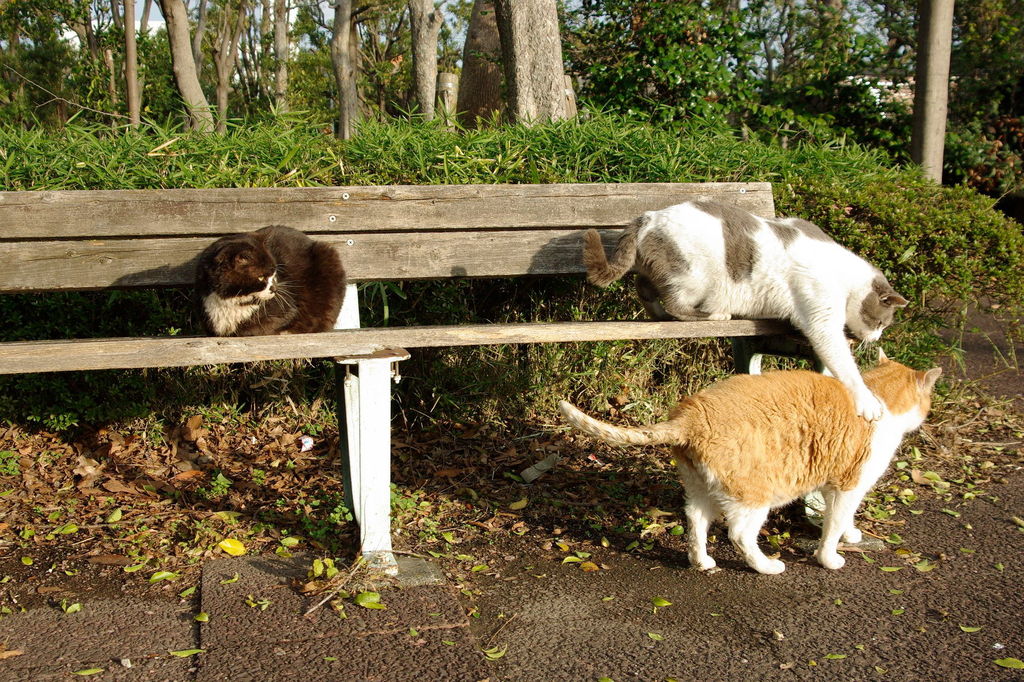 ちどり公園09-12-13  K200D 156