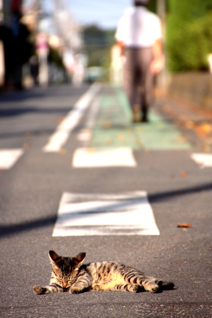 わが道をゆく