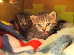 今日の子猫