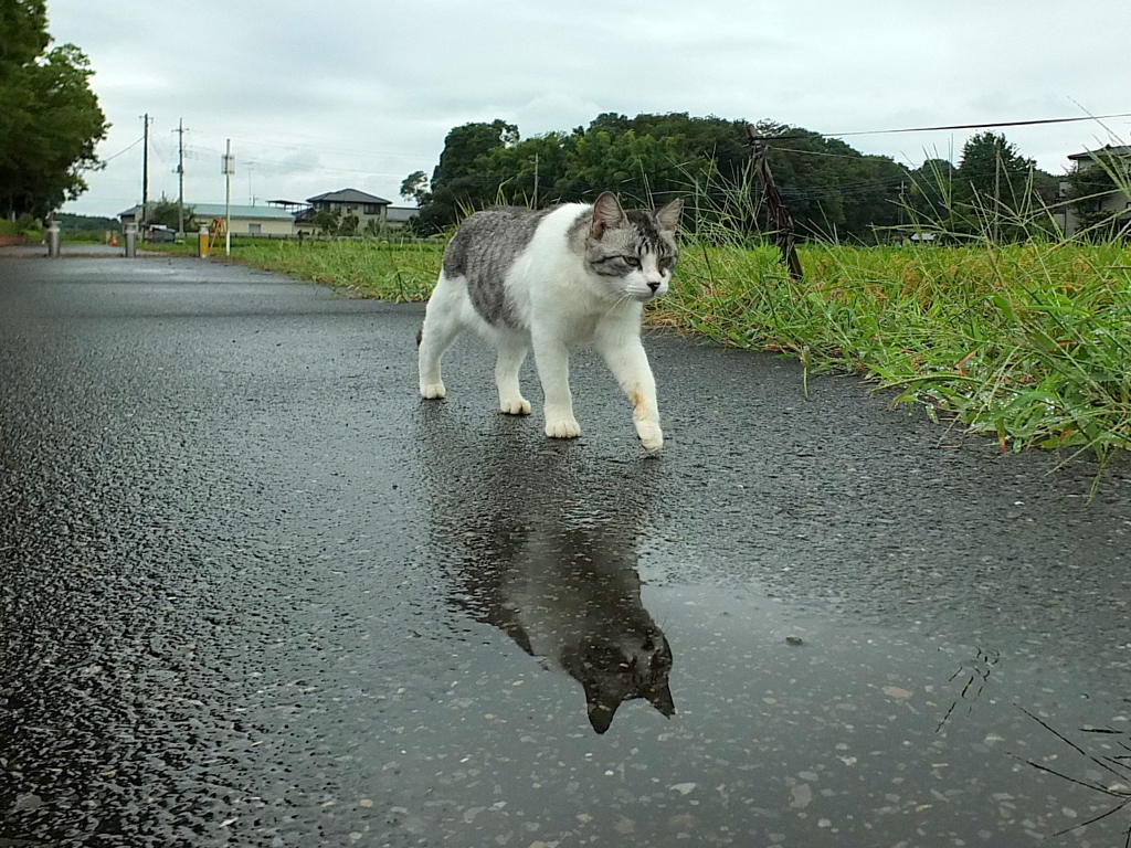 雨上がり