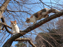 ここまでおいで。