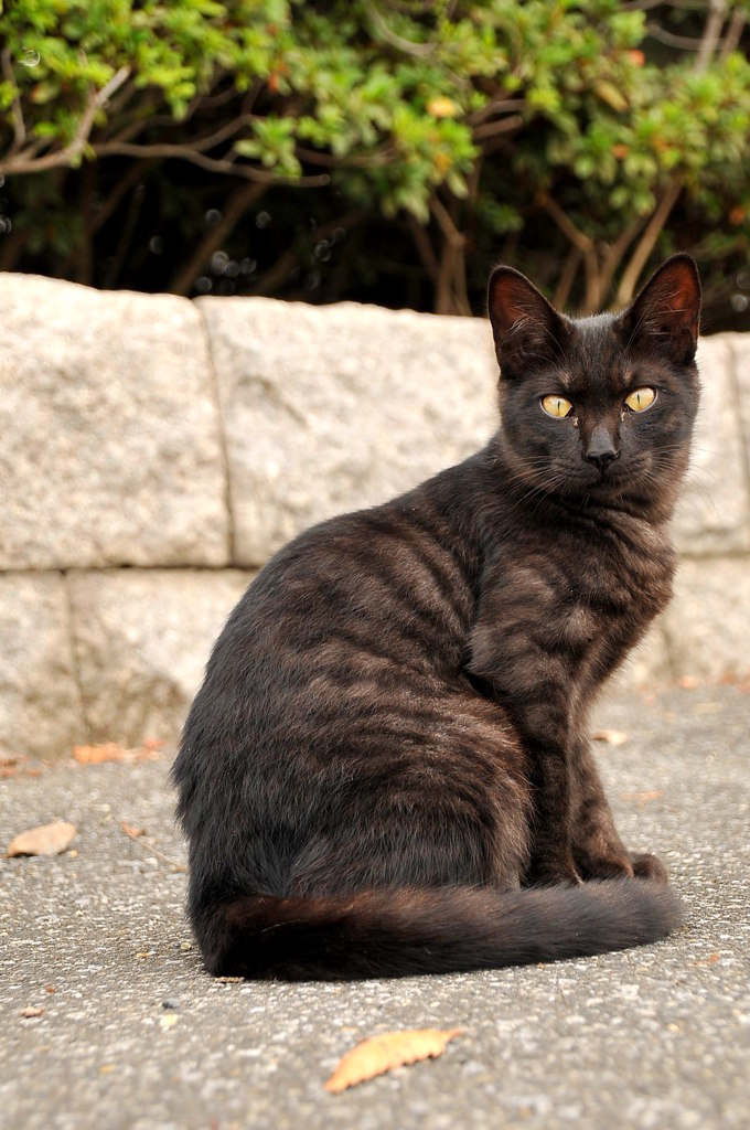 厳密に言うと黒猫ではない。