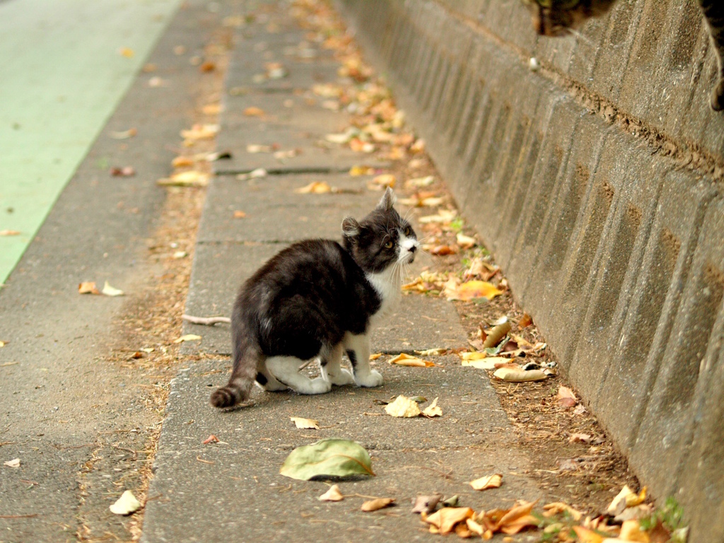 おちび