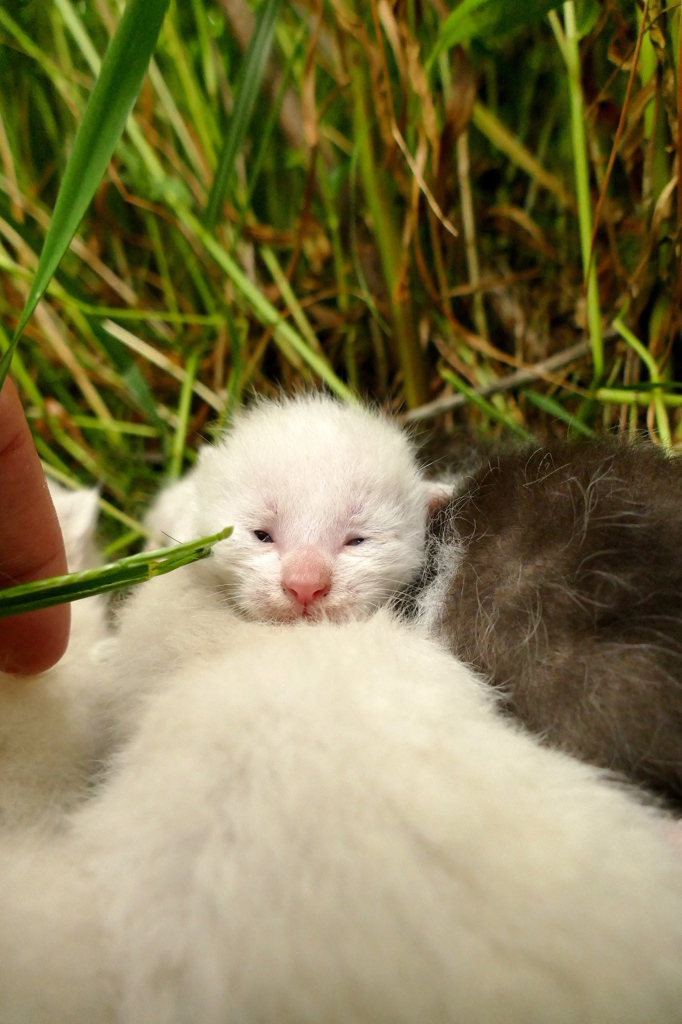 15-05-09    FZ-1000 125